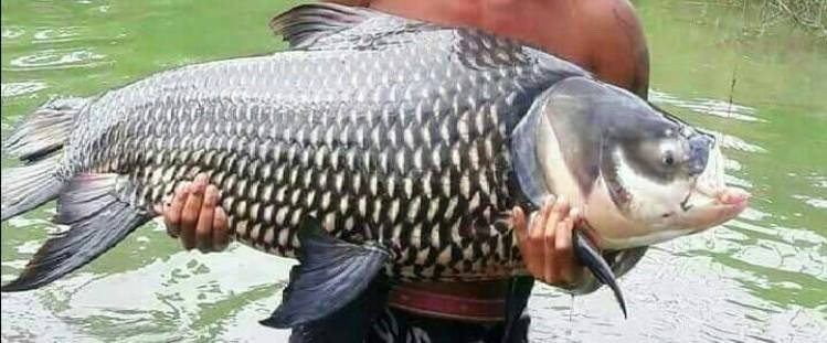 Siamese Carp Fishing Lakes Thailand景点图片