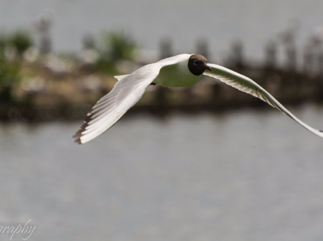 Titchfield Haven National Nature Reserve景点图片