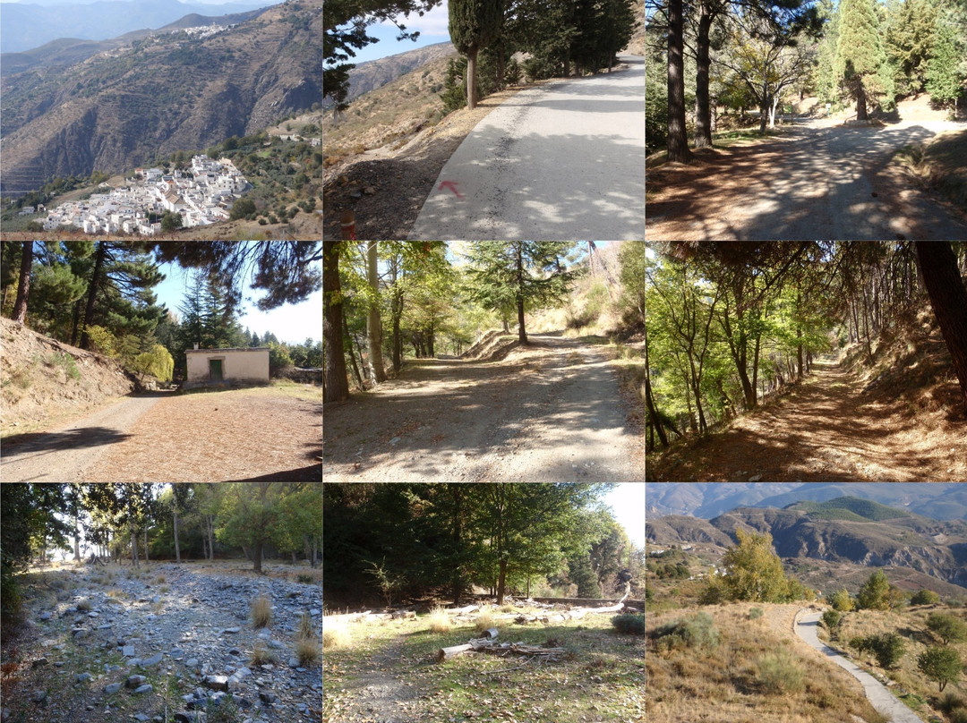 Soportujar Forest Walking Trail-Soportujar必去景点