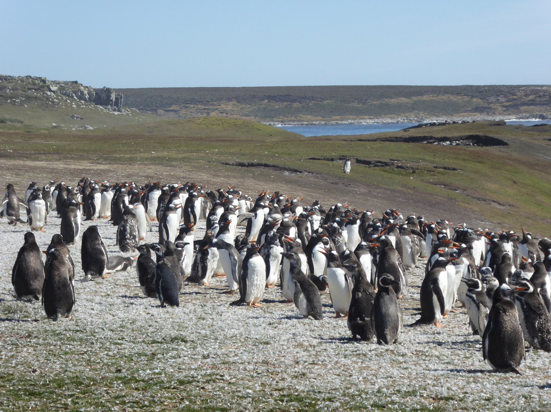 Elephant Beach Farm-East Falkland必去景点