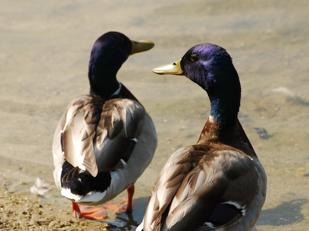 W.K. Kellogg Bird Sanctuary景点图片