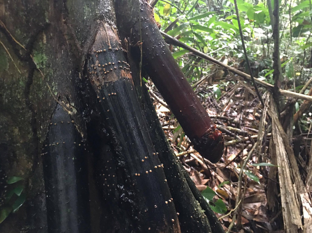 Nucanchi Pakcha-Misahualli必去景点