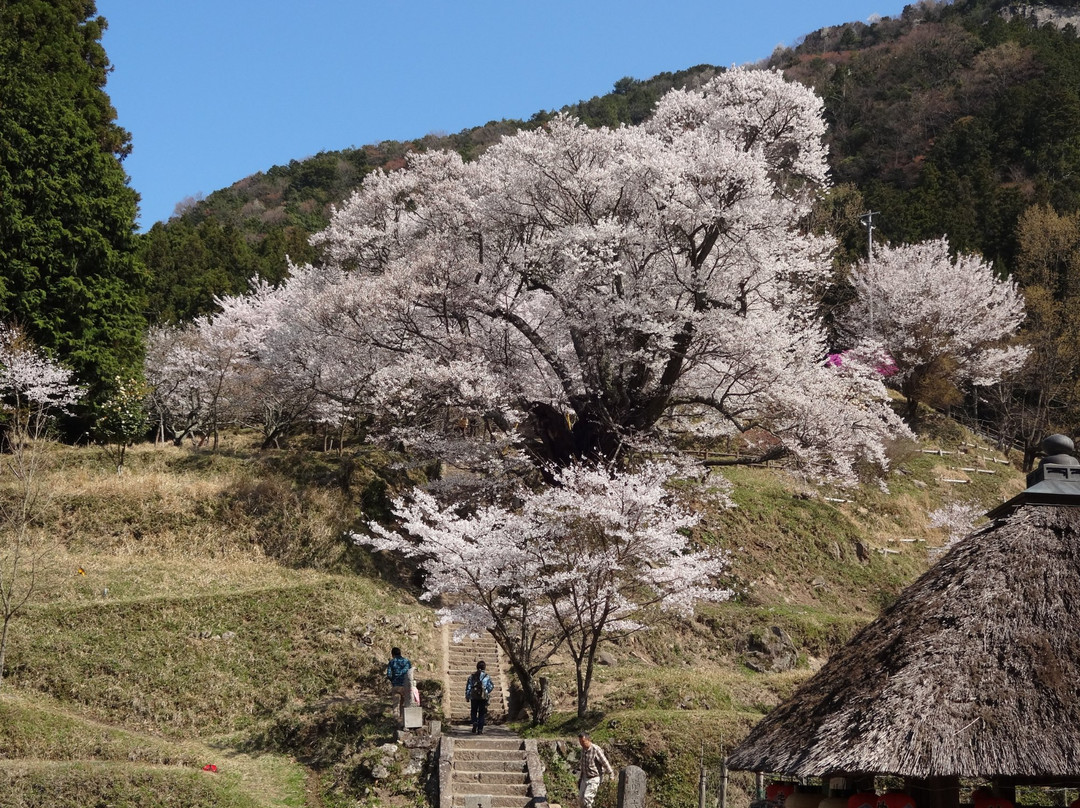 Butsuryuji Temple景点图片