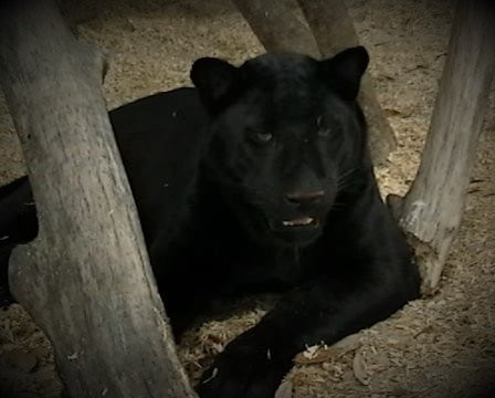 Mystic Jungle Educational Facility Inc-Live Oak必去景点