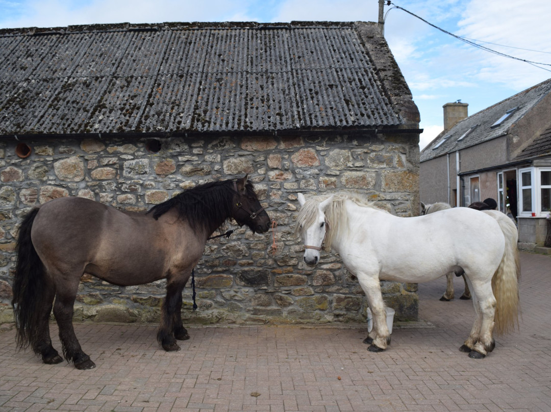 Tomintoul Riding Centre- Day Tours-Tomintoul必去景点