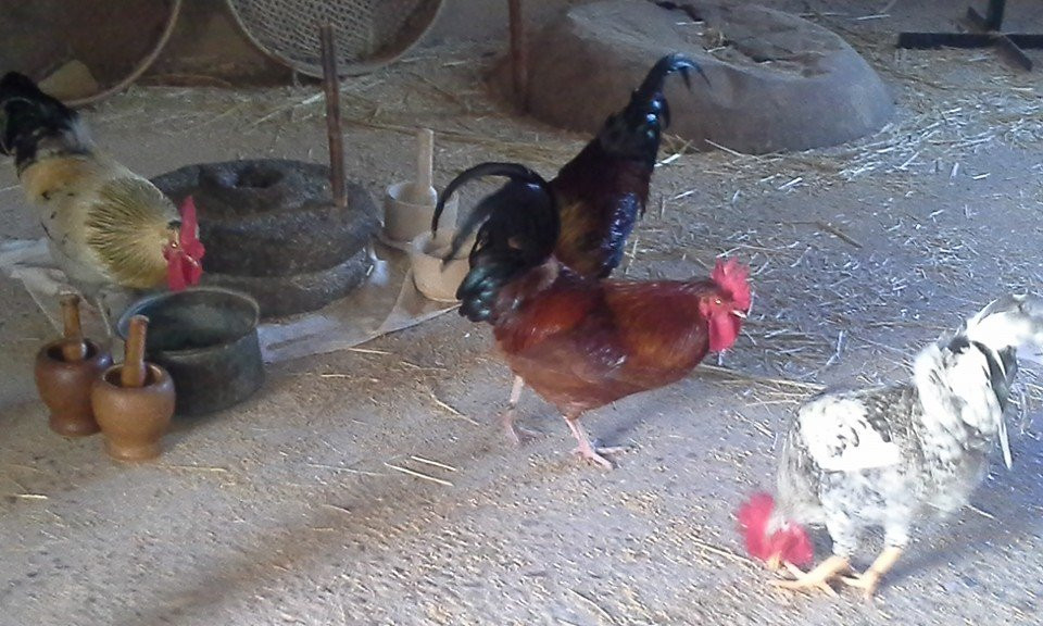 Dubrovin Farm Museum-Yesod Hamaala必去景点