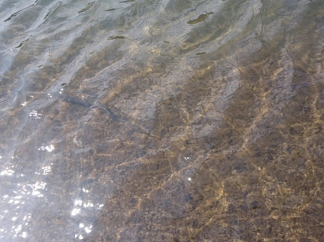 Susono Fishing Park-裾野市必去景点