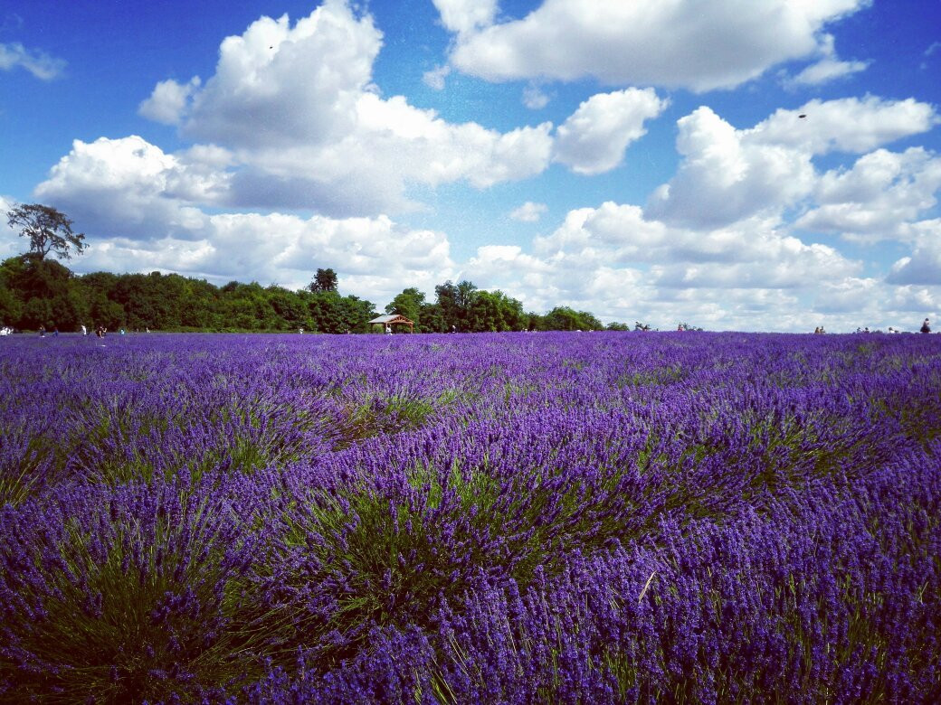 Mayfield Lavender Farm景点图片