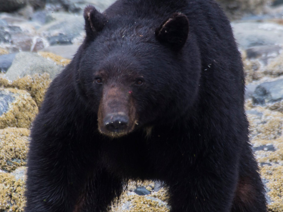 Glacier Bay Photo Tours-古斯塔夫斯必去景点