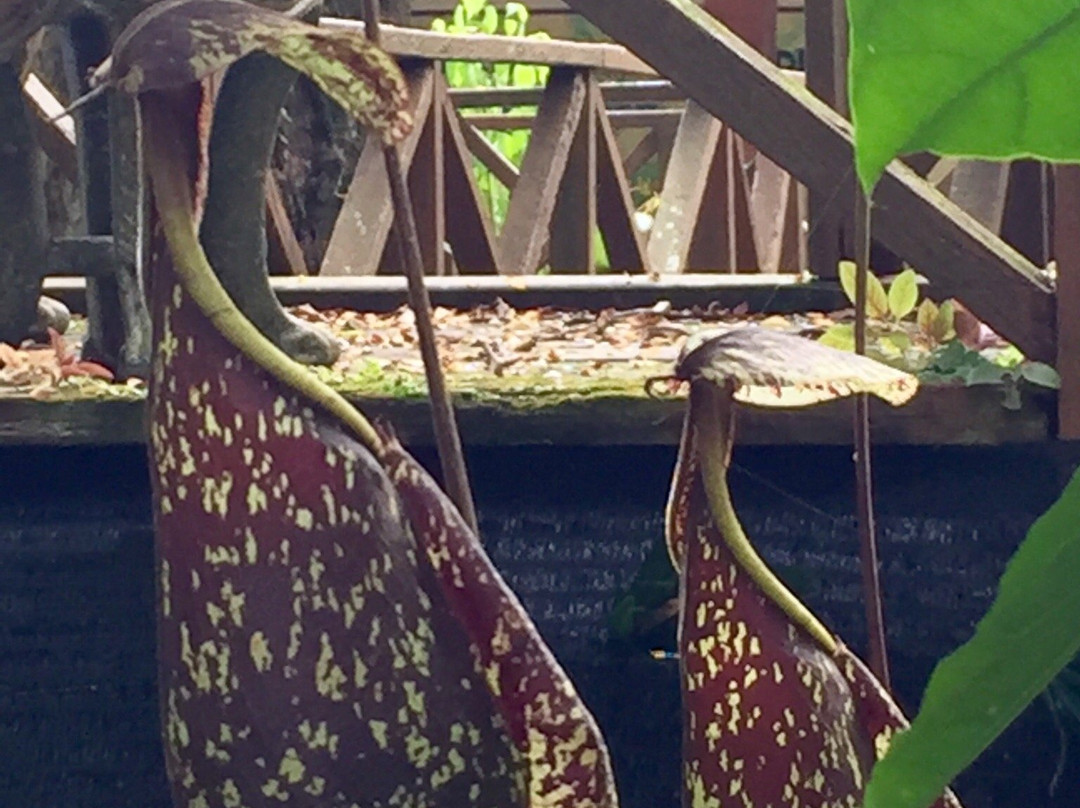 Siburan旅游景点-Pitcher Plants Garden