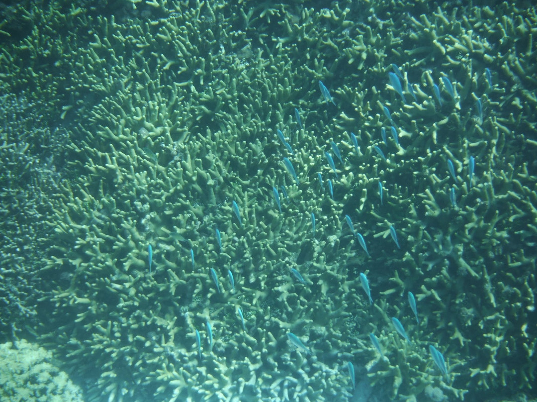 Piti Bomb Holes Preserve-Piti必去景点