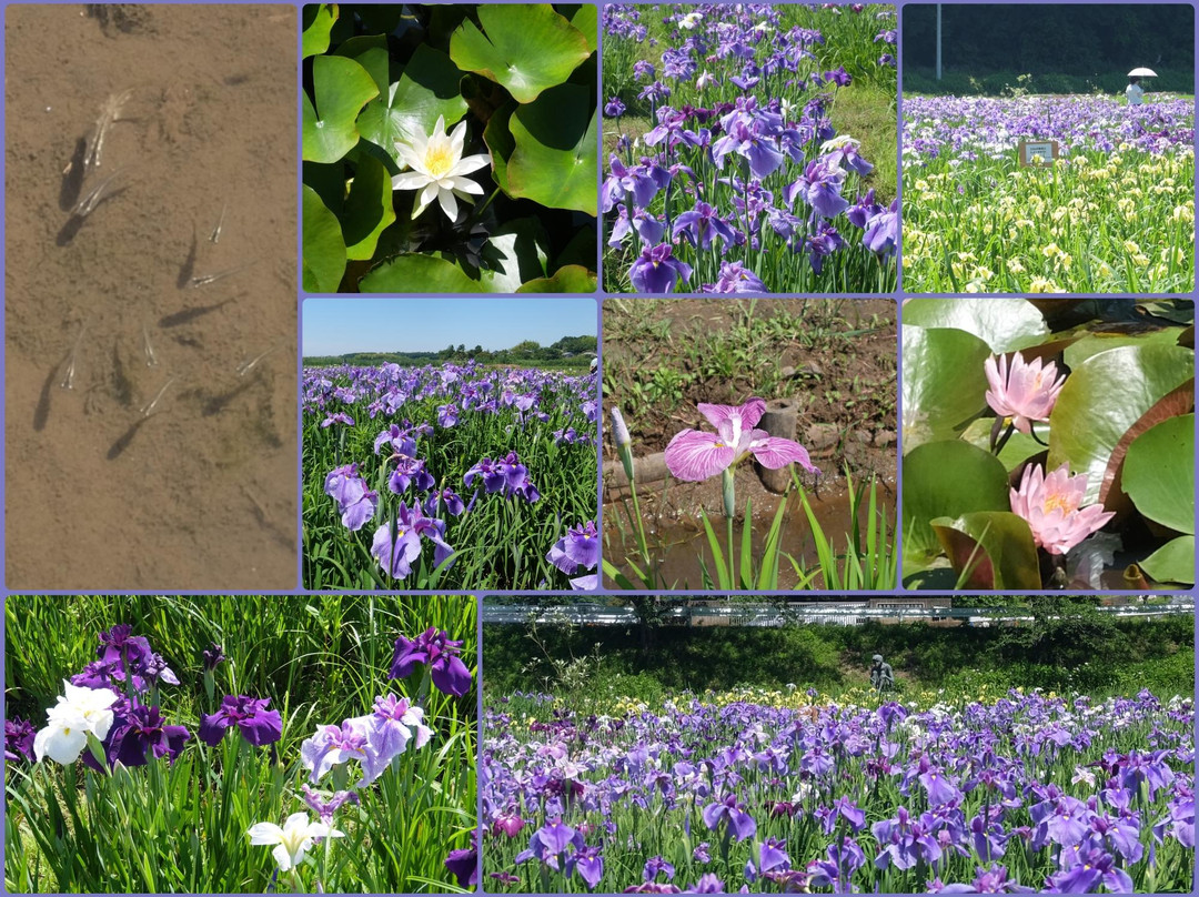 The Ushiku City Iris Garden-牛久市必去景点