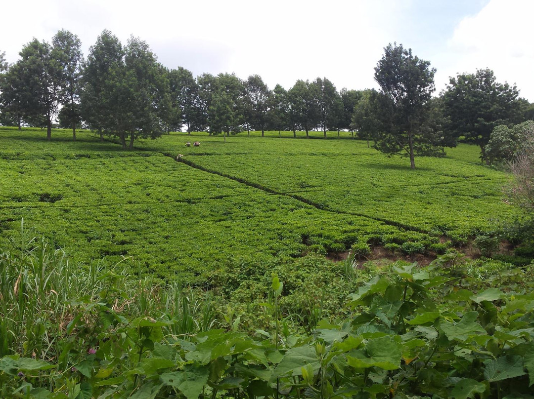 Kawamwaki Farm-黎木鲁必去景点
