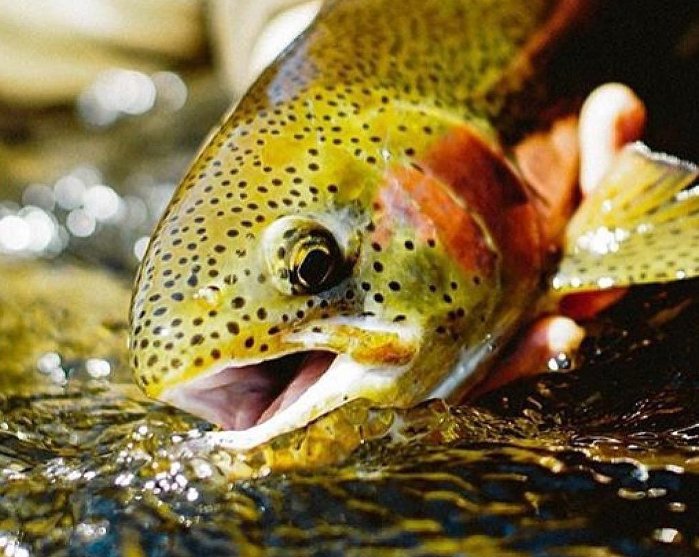 Trutas do Rocio (com reservas)