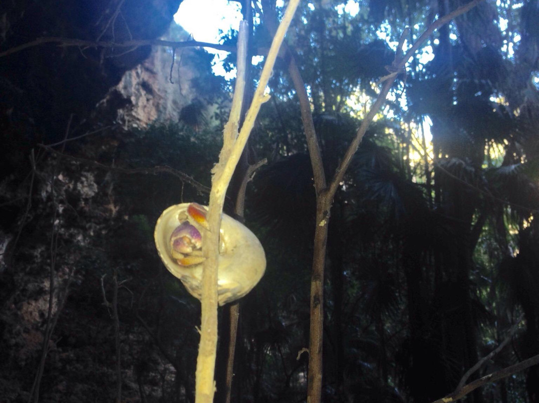 Darby's Cave-巴布达必去景点