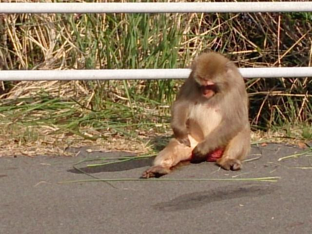 Odo Coast-大月町必去景点