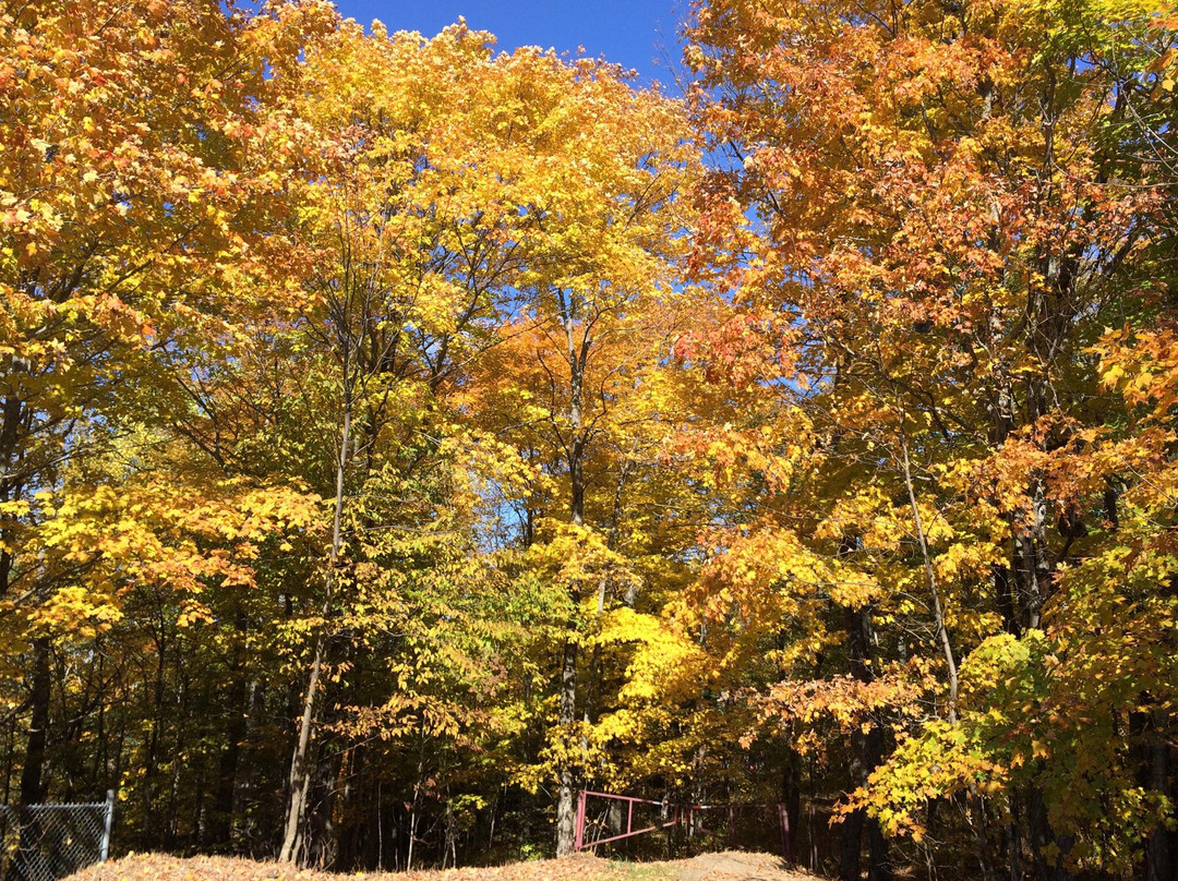 Panorama Park Lookout景点图片