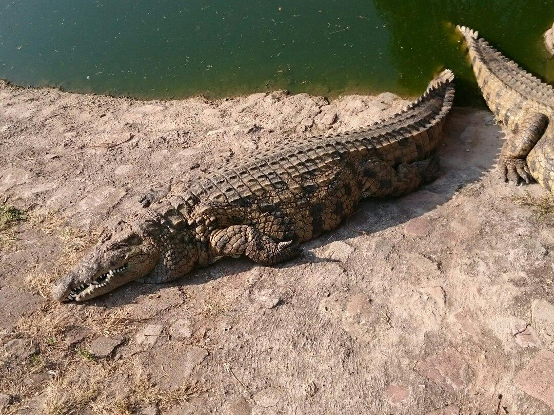 Agatha Crocodile Ranch-参宁必去景点