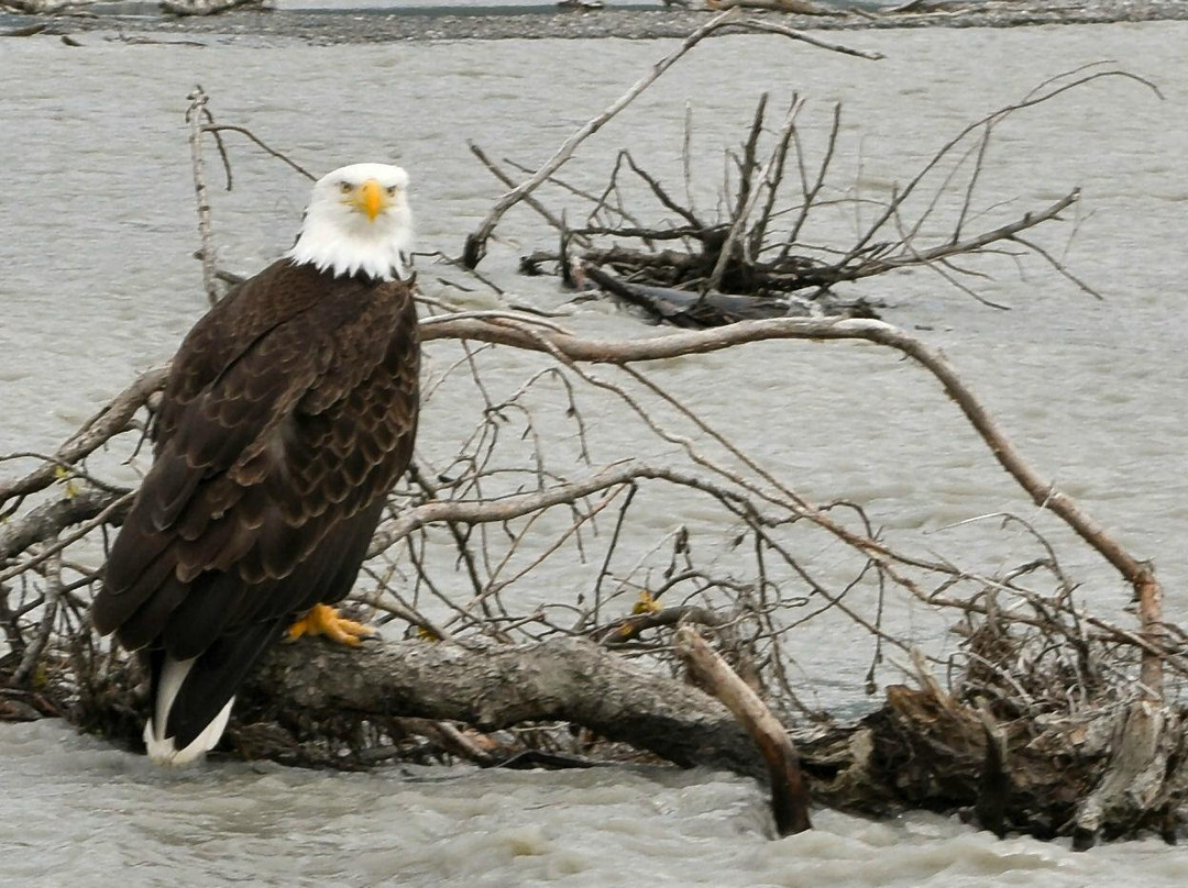 Chilkat River-海恩斯必去景点
