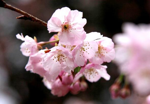 Botanical Gardens Faculty of Science Osaka City University