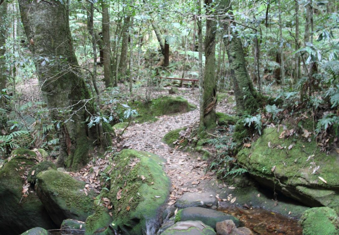 Coachwood Glen Nature Trail景点图片