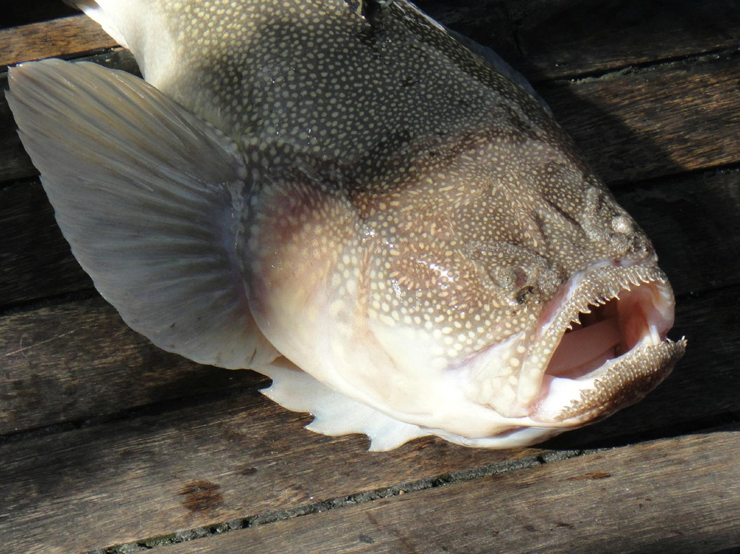 Capt. Rod Fishing Boat-Islip必去景点