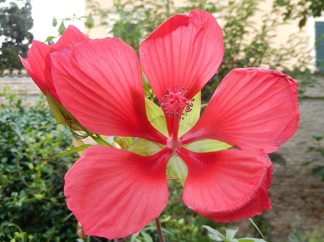 Giardino Rasponi o delle Erbe Dimenticate景点图片