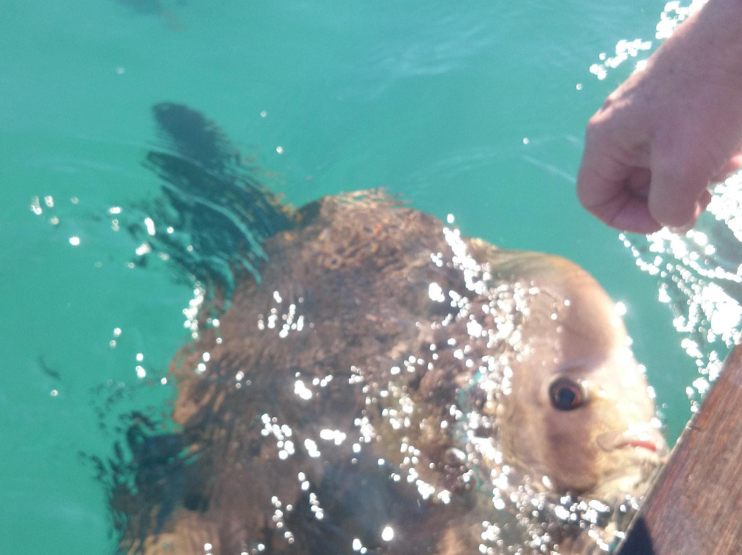 Aquascene Magnetic Island-Magnetic Island必去景点