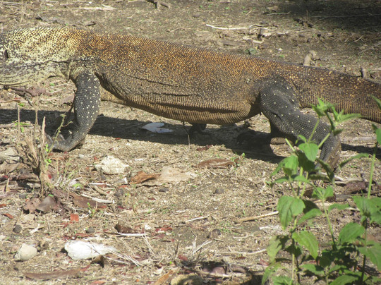 Komodo Tours-登巴萨必去景点
