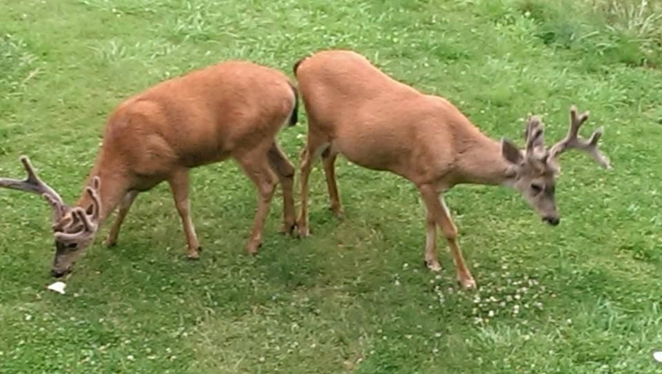 Mt. Scott Manor Bed and Breakfast主图