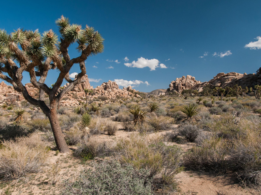 隐身谷-约书亚树国家公园必去景点