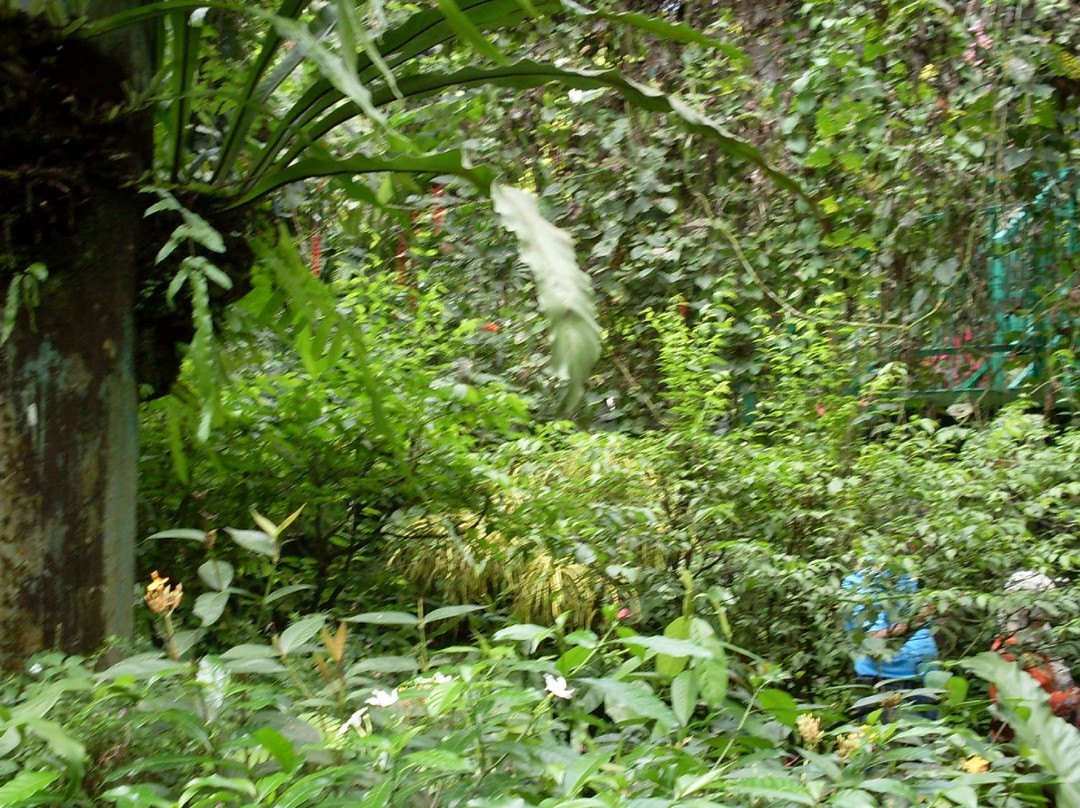 蝴蝶公园-吉隆坡必去景点