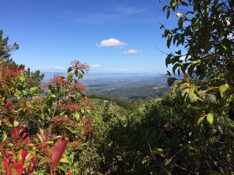 Ridge Vineyards-库柏蒂诺必去景点