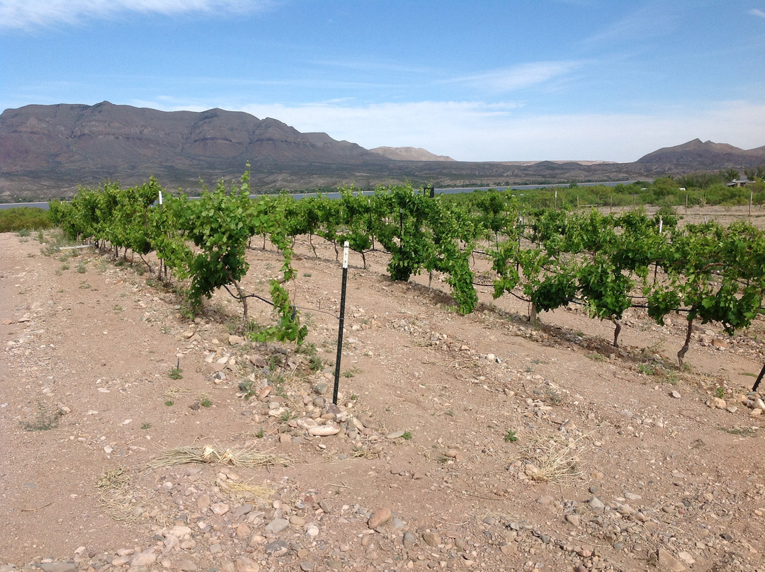 Shattuck Vineyard景点图片