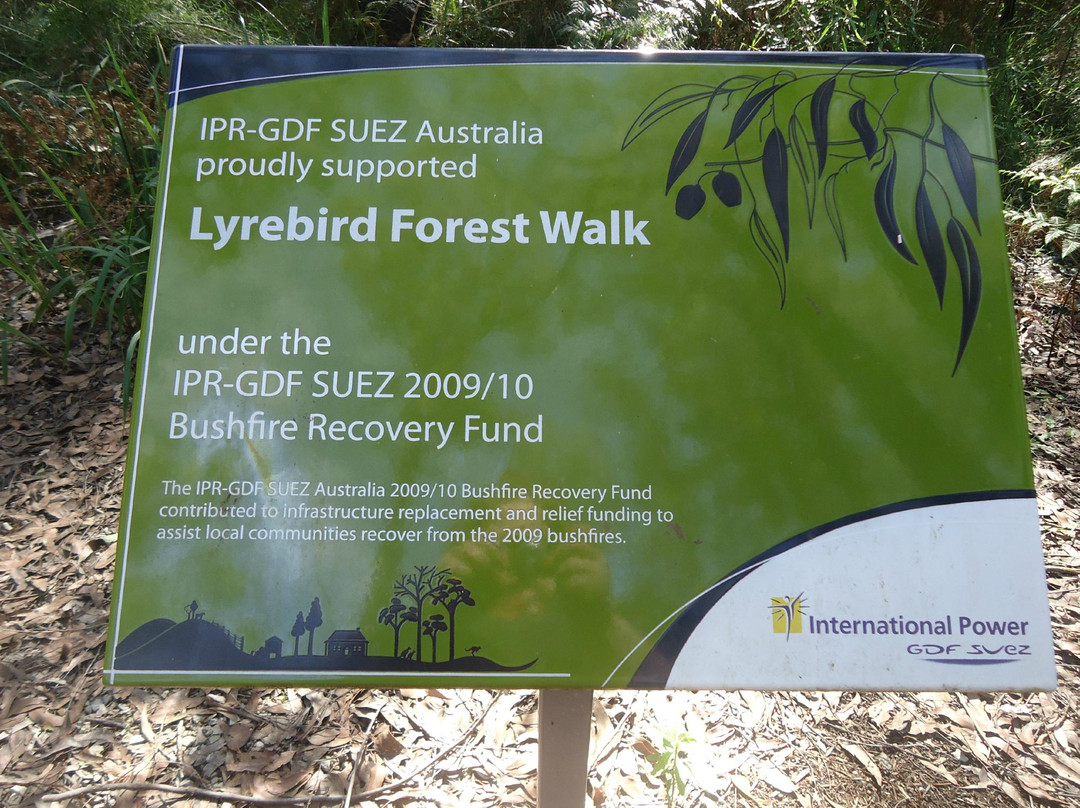Lyrebird Forest Walk景点图片