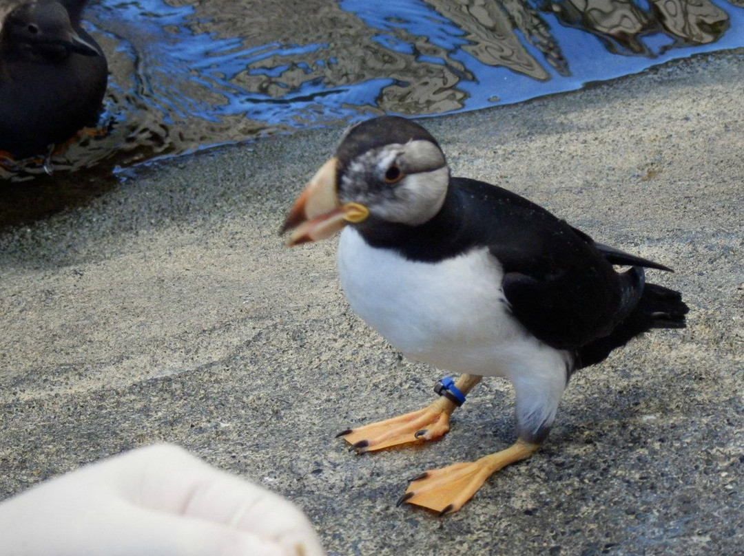 阿拉斯加海洋生物中心-苏厄德必去景点