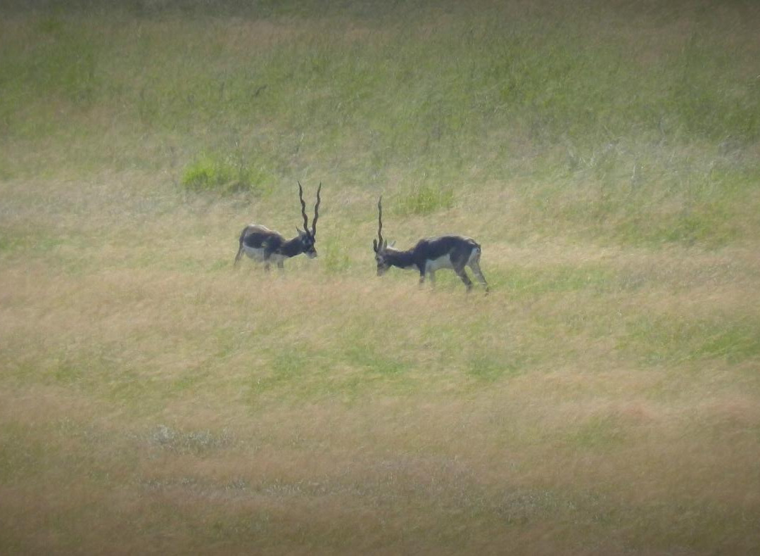 Rollapadu Wildlife Sanctuary-Kurnool必去景点