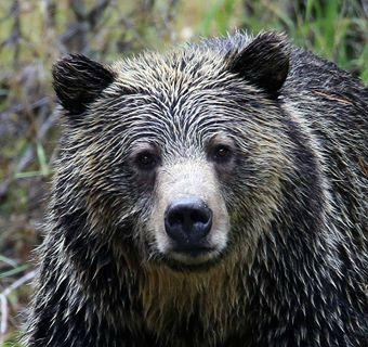 BrushBuck Wildlife Tours-杰克逊必去景点