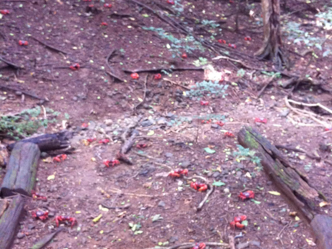 Christmas Island National Park-圣诞岛必去景点