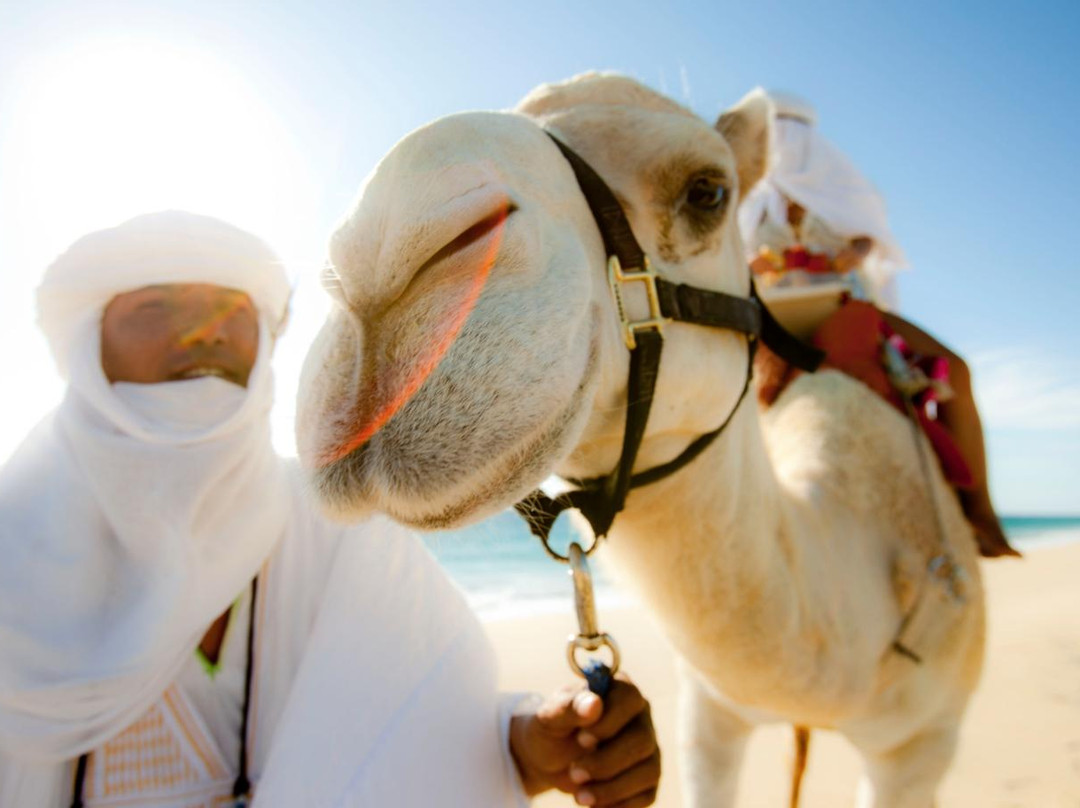 Cabo Adventures-卡波圣卢卡斯必去景点