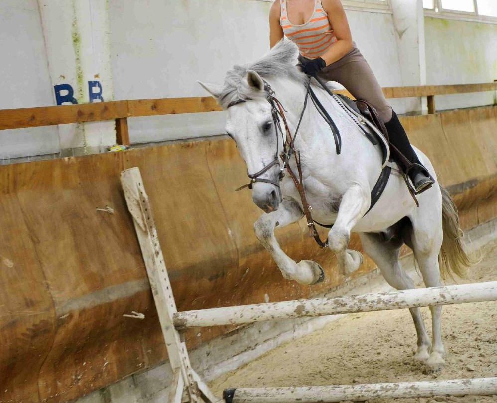 Centre equestre municipal ucpa de saint Medard en Jalles景点图片