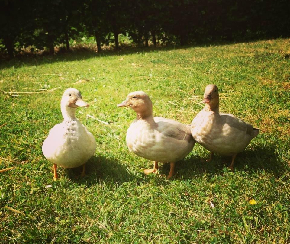 The Duck Yard主图