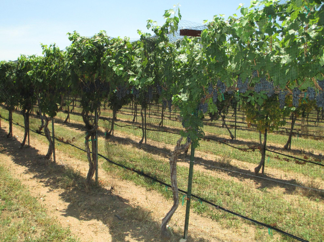 Perissos Vineyards-Burnet必去景点