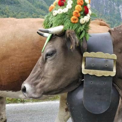 Roth Kase Cheese Factory-Monroe必去景点