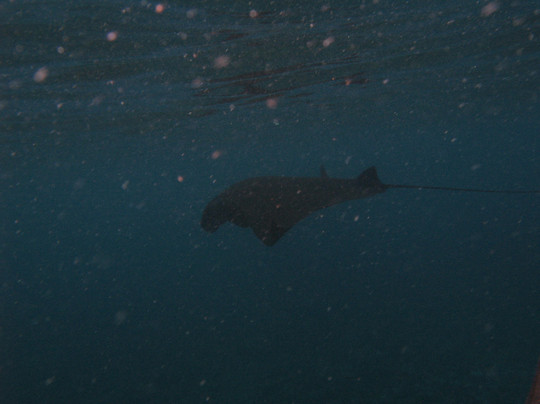 Bali Breizh Divers-沙努尔必去景点