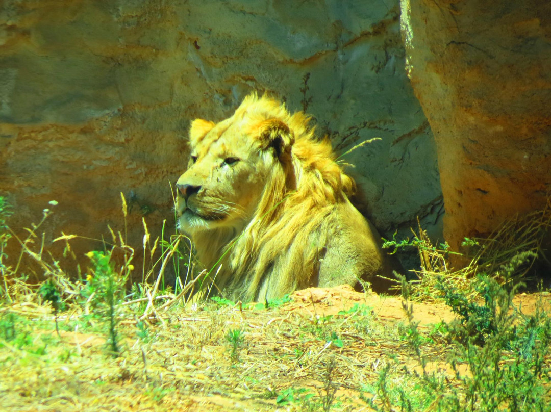 Jardin Zoologique de Rabat景点图片