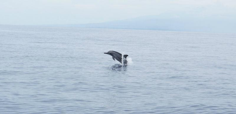 Dolphin Watching, Manjuyod Sandbar and Sportfishing Adventures in Bais Bay-拜斯市必去景点