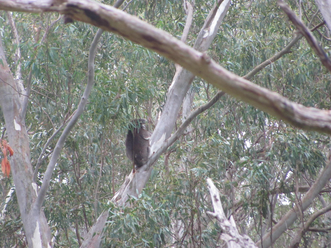 Black Hill Conservation Park-阿德莱德必去景点