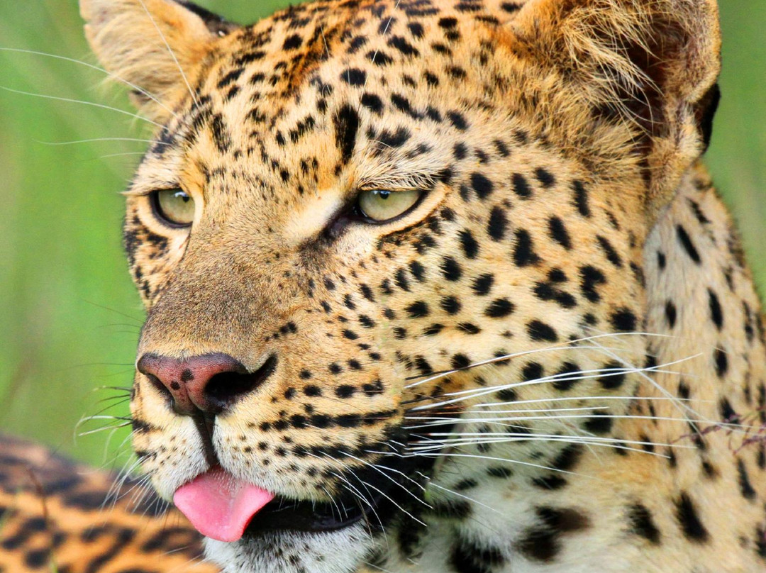 Londolozi Private Game Reserve