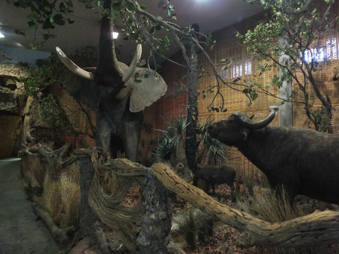 Natural History Museum景点图片